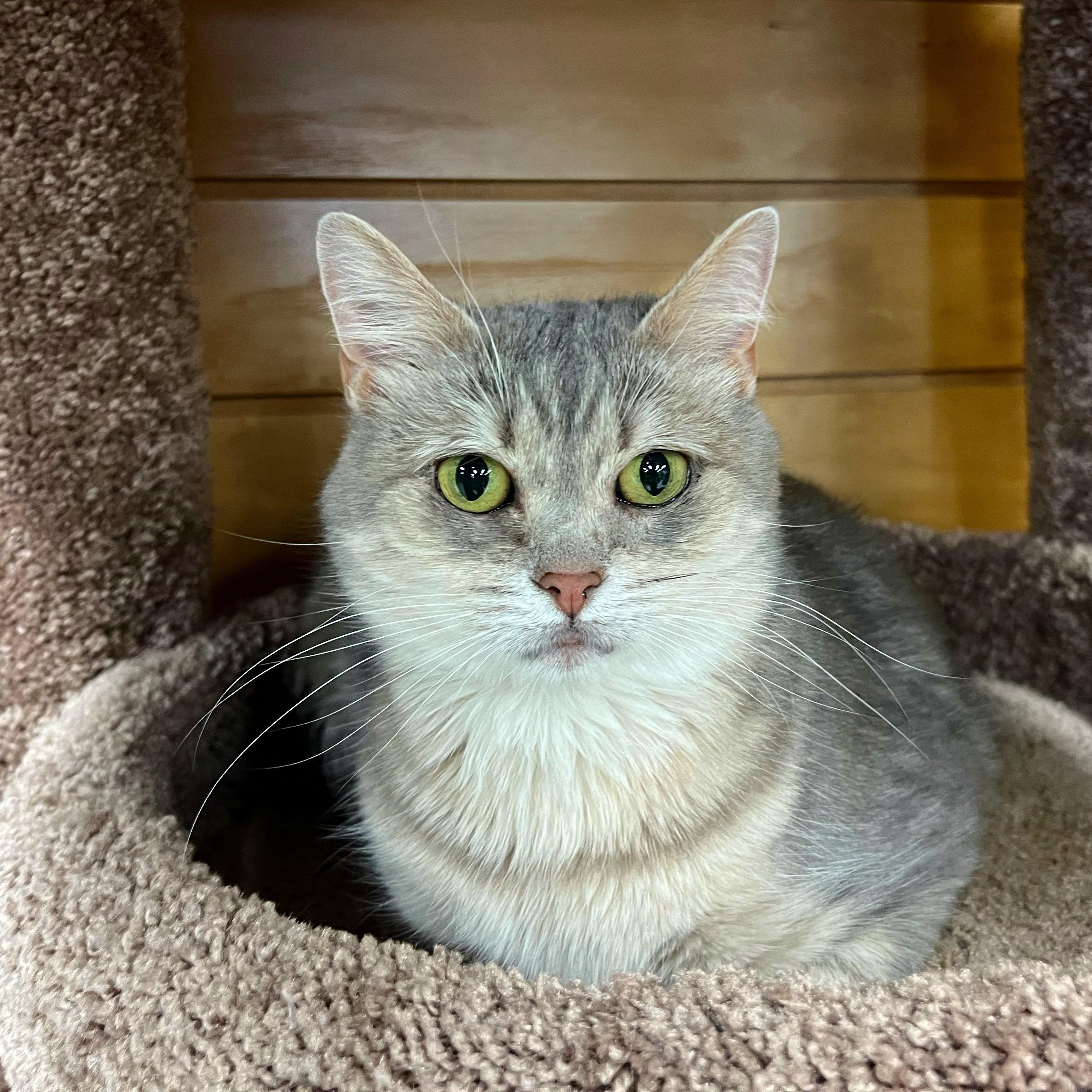 Georgia, a Adoptable mixed breed in Stoughton, WI image 4/6