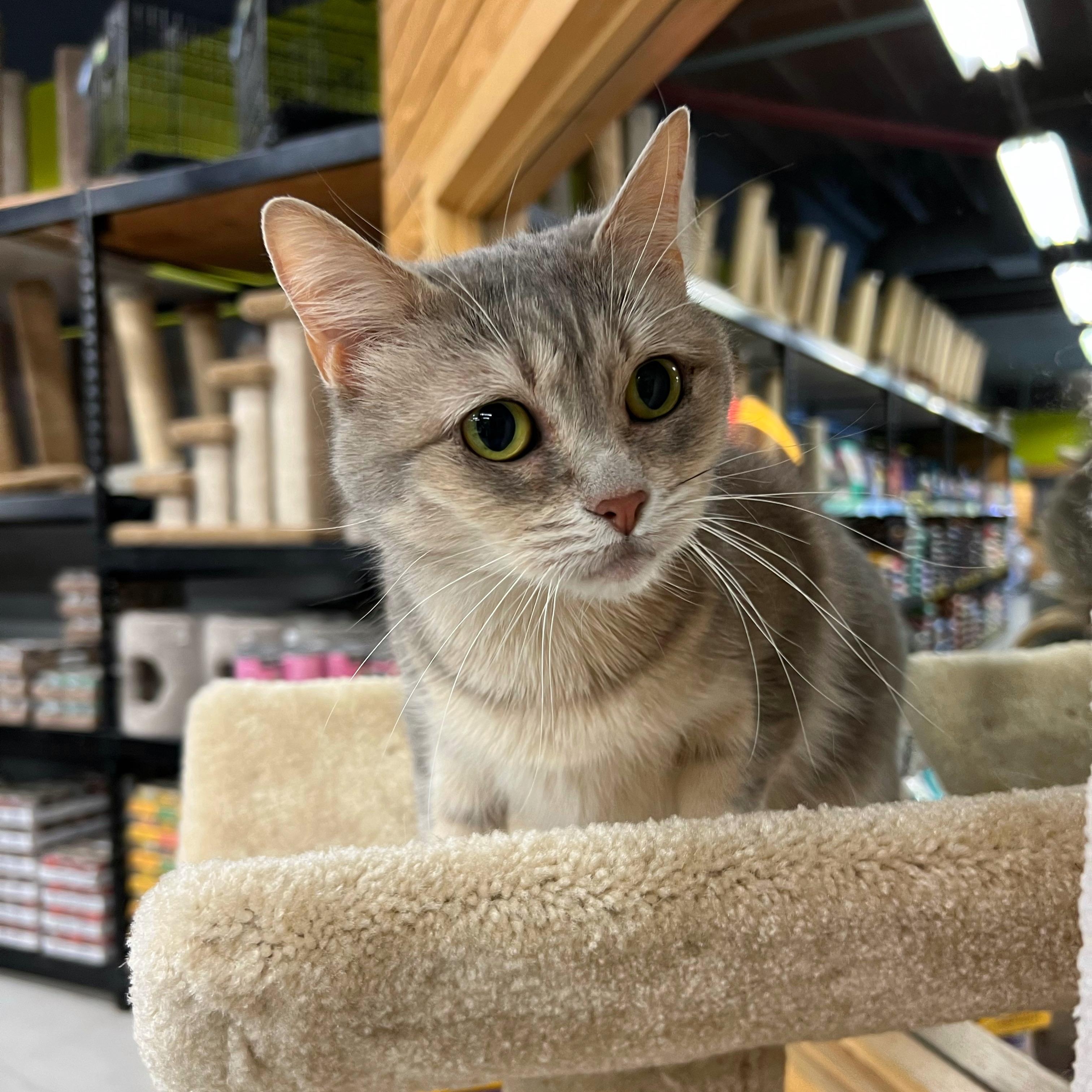 Georgia, a Adoptable mixed breed in Stoughton, WI image 3/6