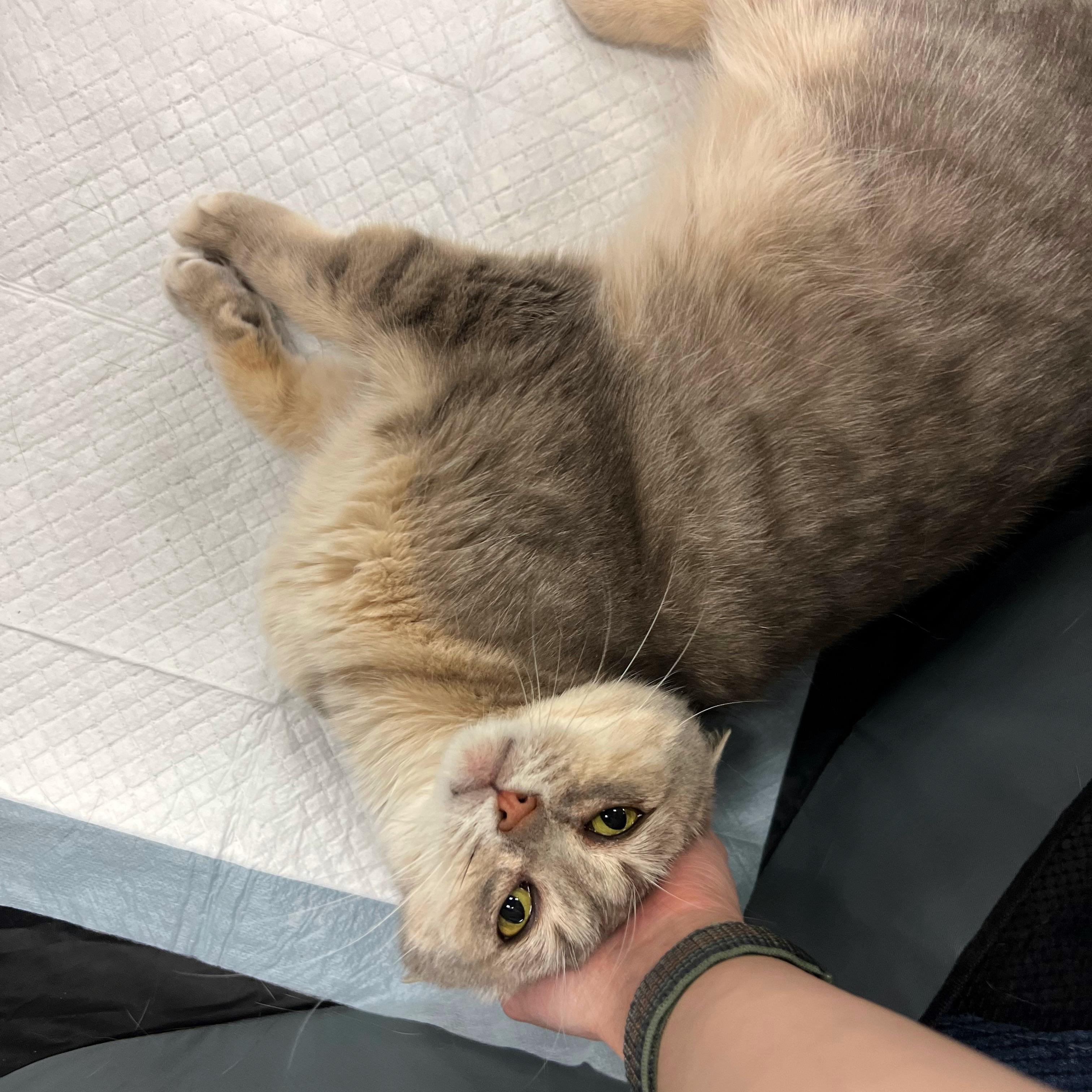 Georgia, a Adoptable mixed breed in Stoughton, WI image 6/6