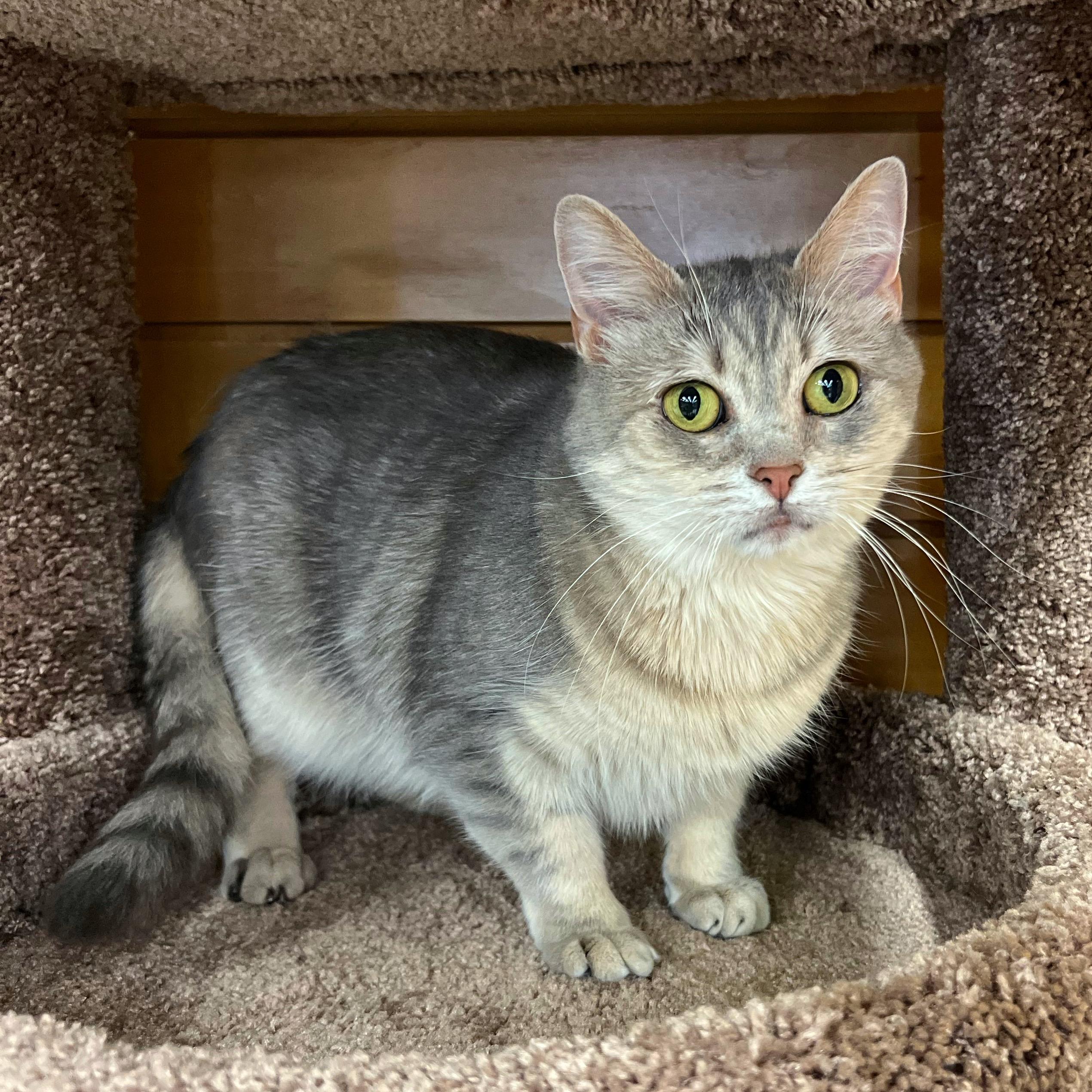 Georgia, a Adoptable mixed breed in Stoughton, WI image 1/6