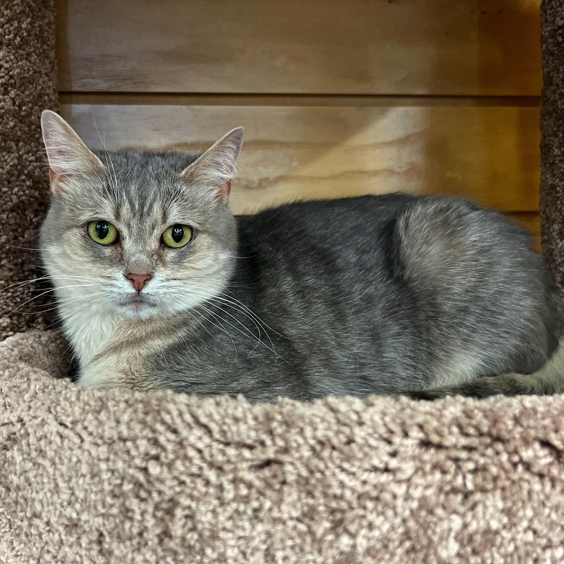 Georgia, a Adoptable mixed breed in Stoughton, WI image 2/6