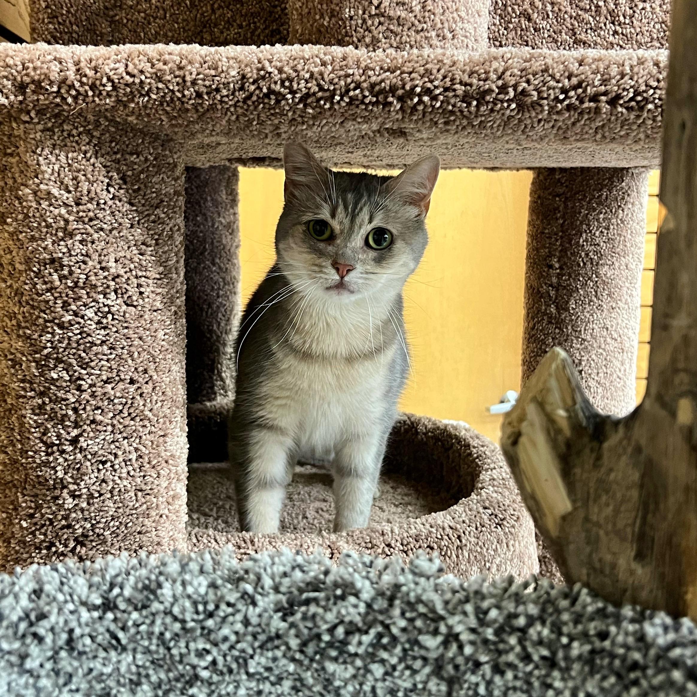 Georgia, a Adoptable mixed breed in Stoughton, WI image 5/6