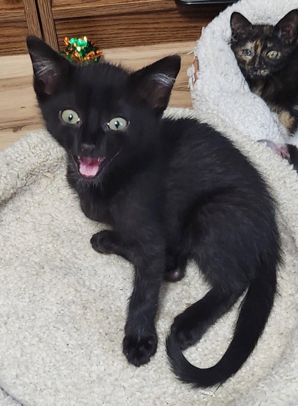 Bosley, Adoptable, Kitten Male Domestic Short Hair.