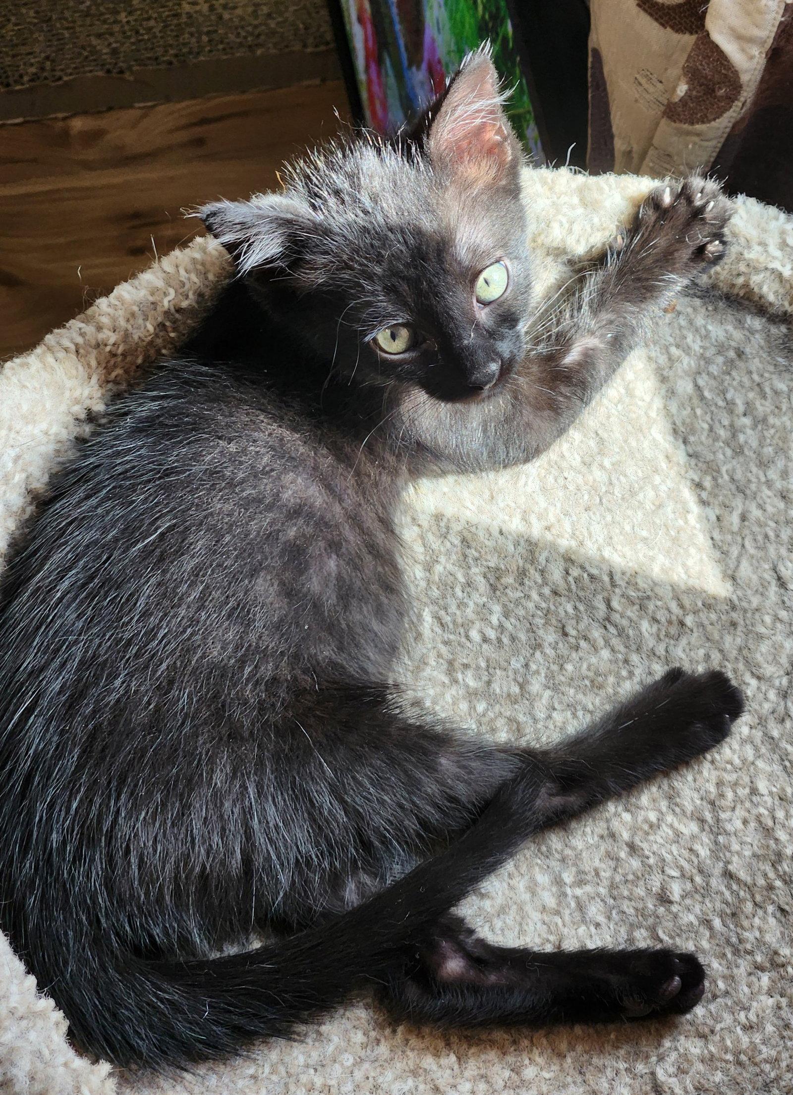 Bosley, a Adoptable Domestic Short Hair in Shawnee, KS image 2/3