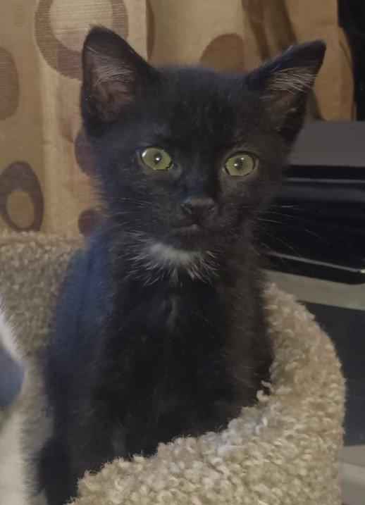 Bosley, a Adoptable Domestic Short Hair in Shawnee, KS image 3/3