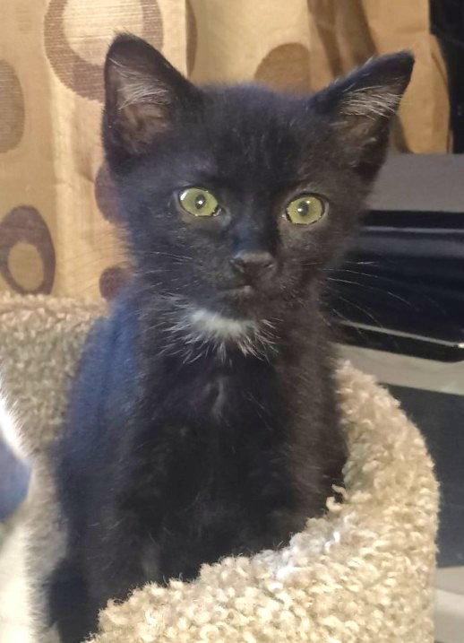 Enlarge Bosley, a Adoptable Domestic Short Hair in Shawnee, KS image 3/3