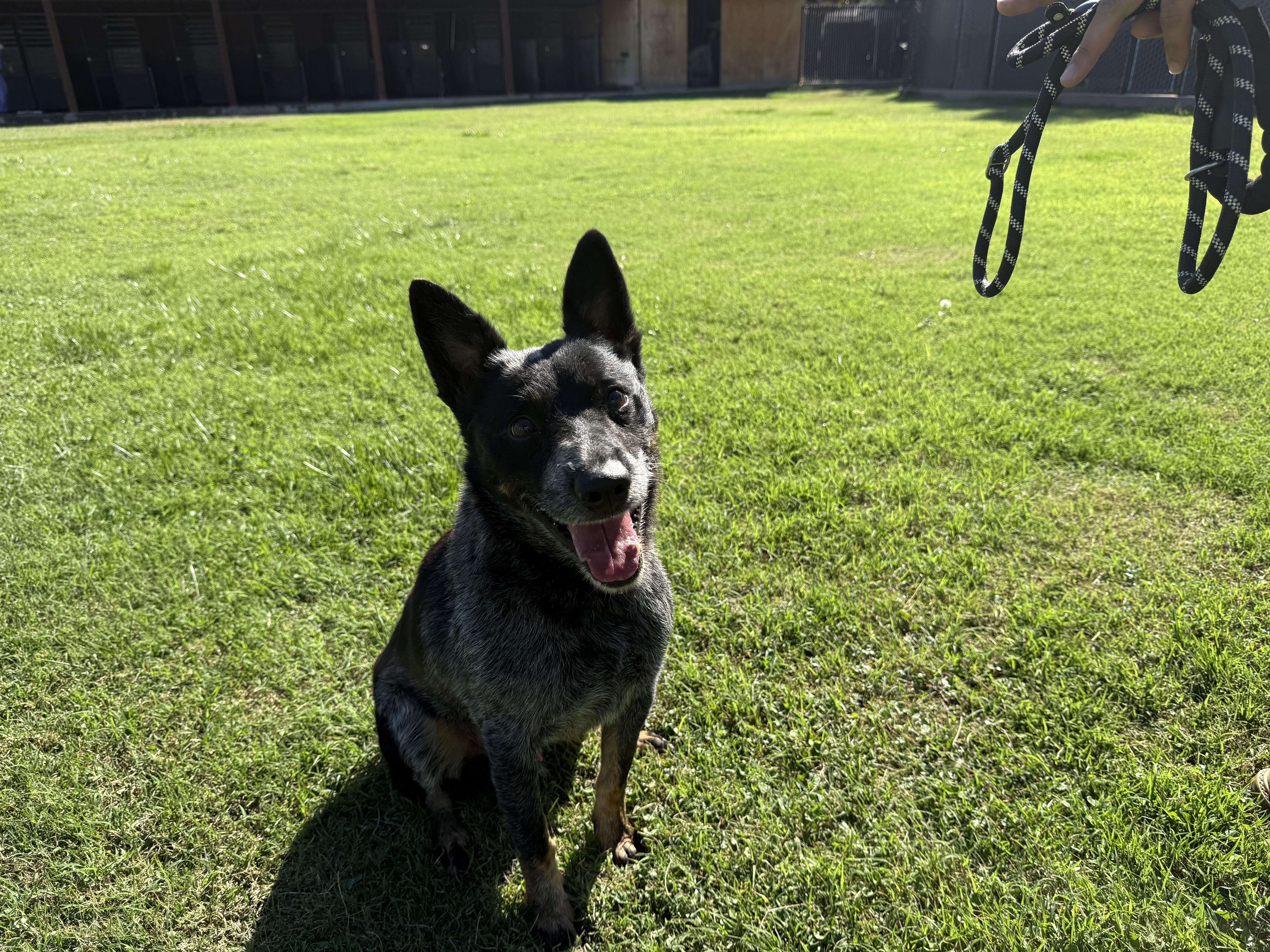 Cornelius, adopted, Adult Male Cattle Dog.