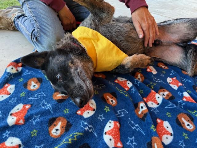 Enlarge Cornelius, an adopted Cattle Dog in Walnut Creek, CA image 2/4