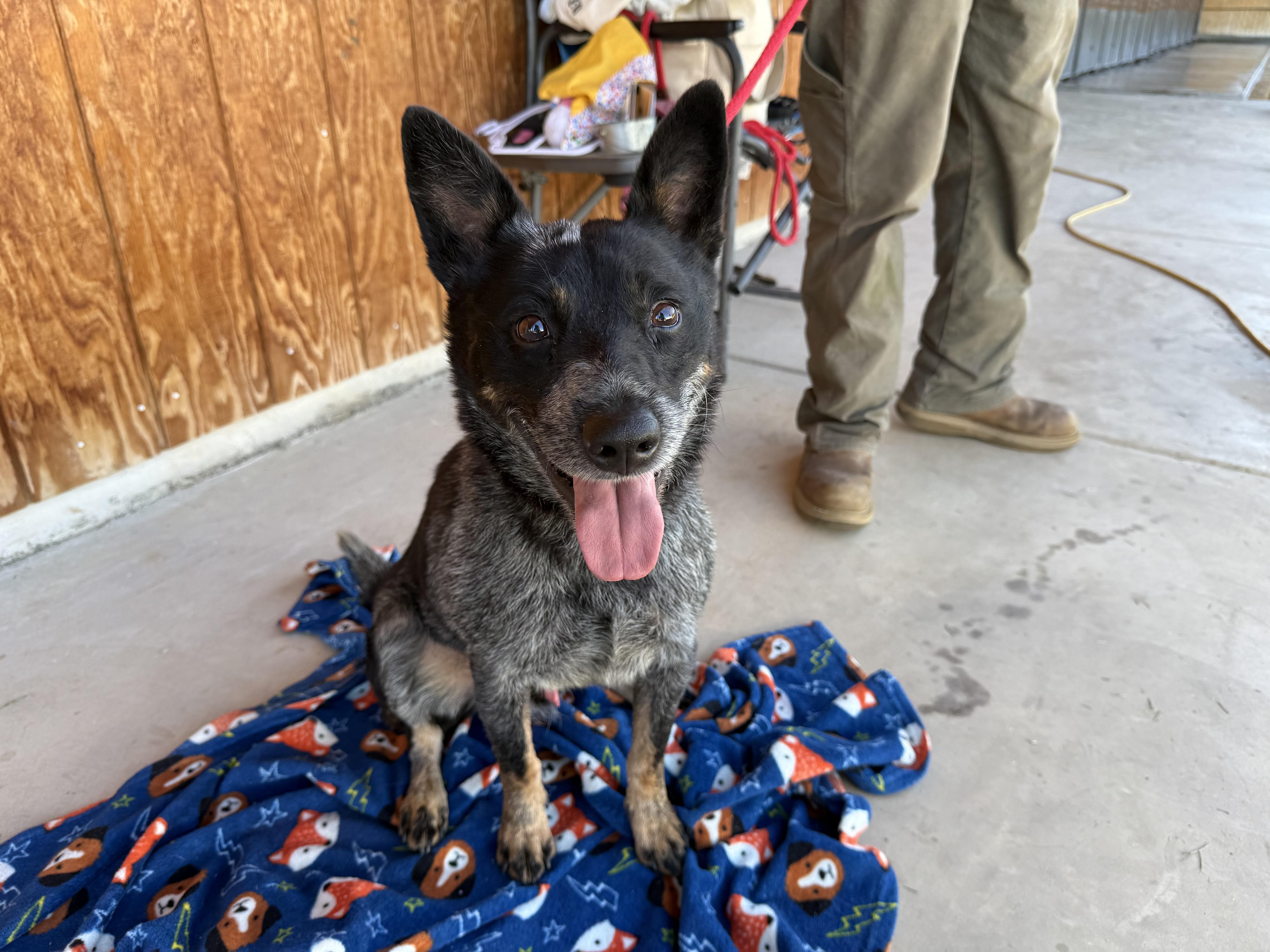Cornelius, adopted, Adult Male Cattle Dog.