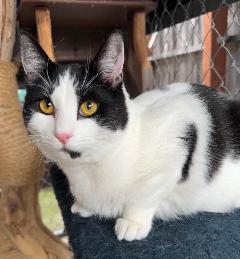 Eddie, Adopted, Young Male Domestic Short Hair.