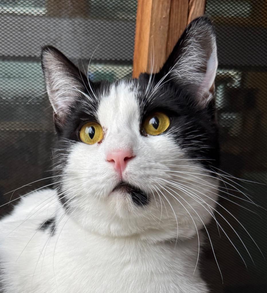 Enlarge Eddie, a Adopted mixed breed in Cambria, CA image 2/6