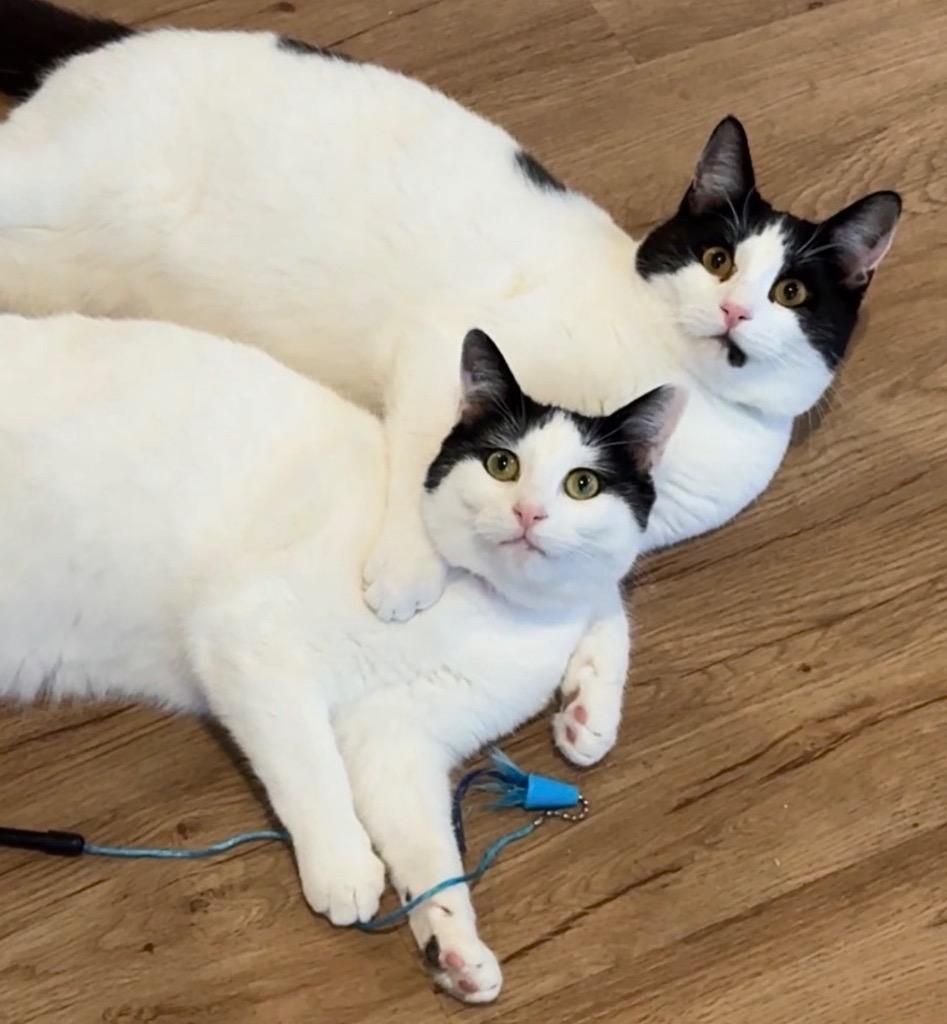 Enlarge Eddie, a Adopted mixed breed in Cambria, CA image 4/6