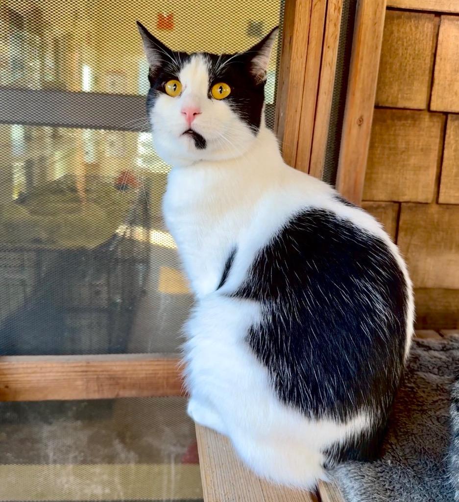 Enlarge Eddie, a Adopted mixed breed in Cambria, CA image 5/6