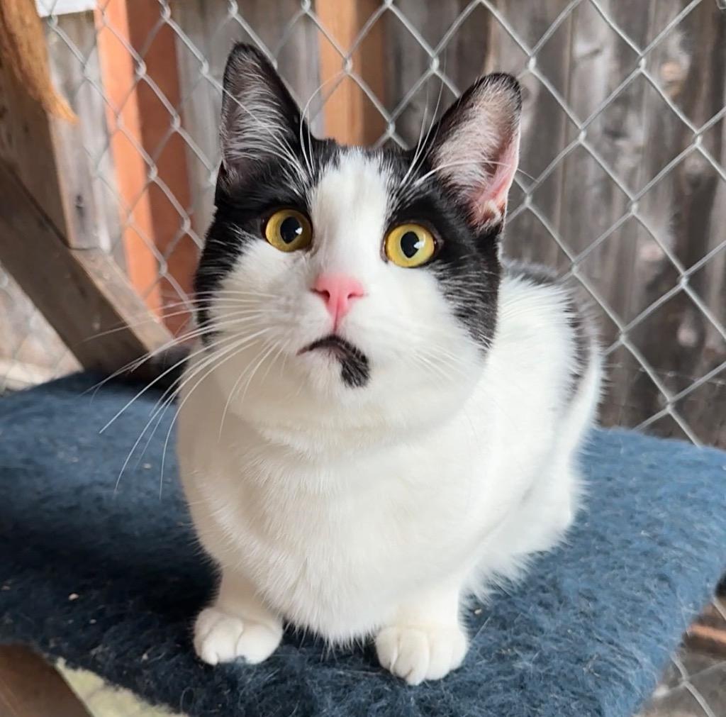 Enlarge Eddie, a Adopted mixed breed in Cambria, CA image 6/6