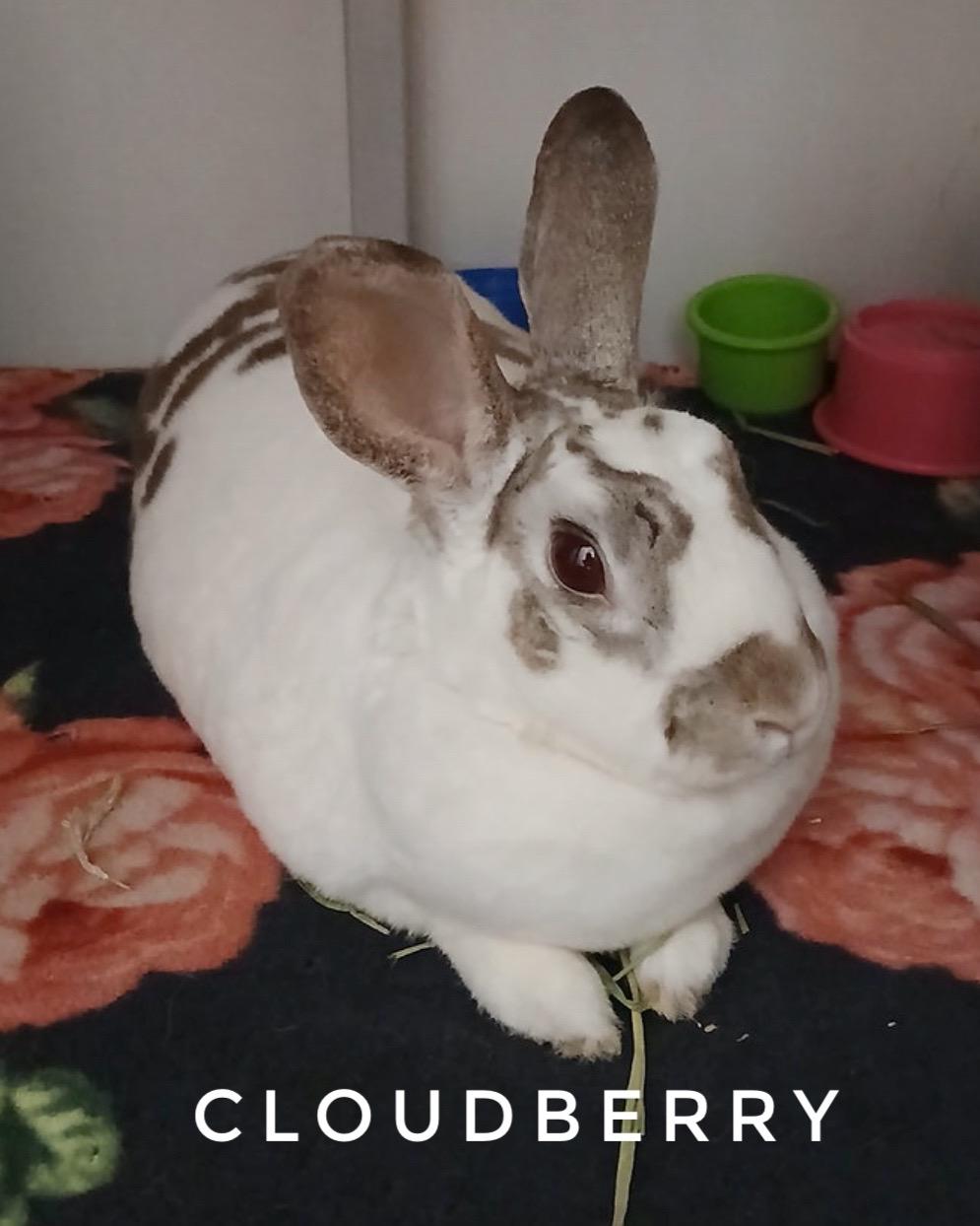 Cloudberry, ADOPTABLE, Adult Female Mini Rex.