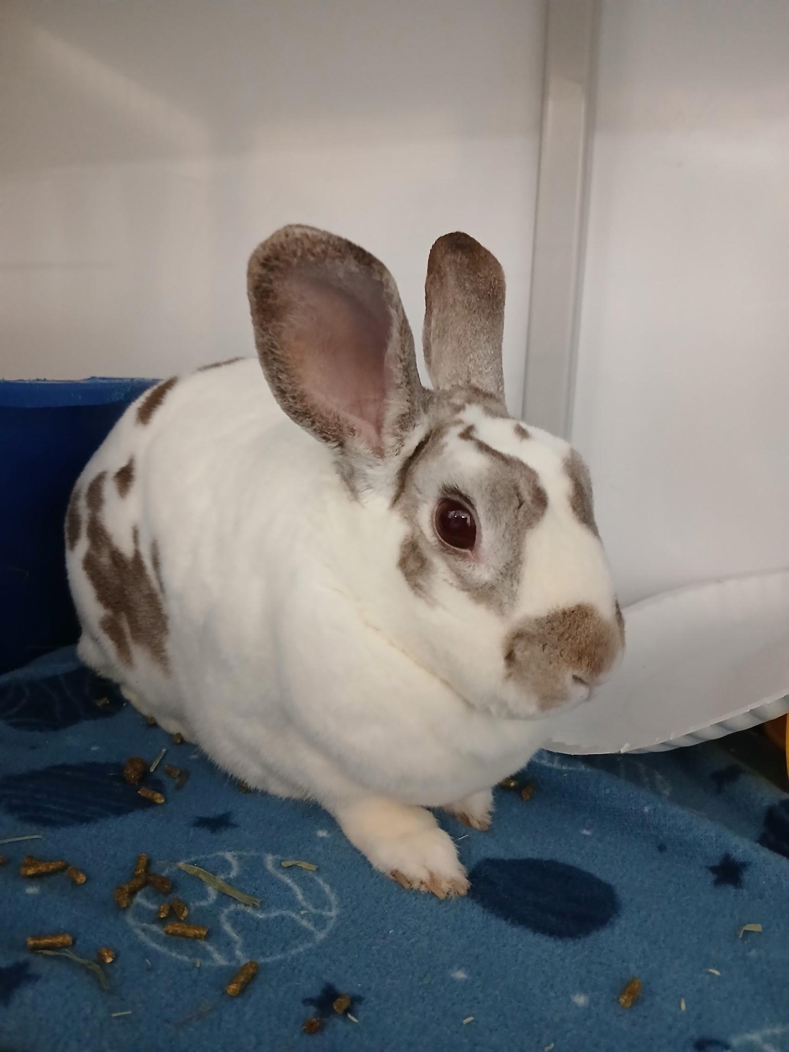 Enlarge Cloudberry, a ADOPTABLE Mini Rex in Chicago, IL image 2/2