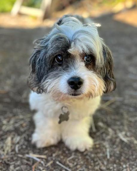 Cosmo, a Adopted mixed breed in San Diego, CA image 1/3