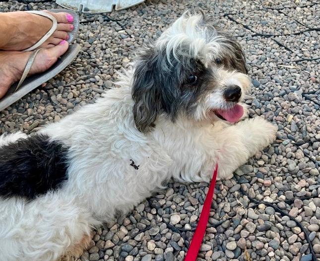 Cosmo, a Adopted mixed breed in San Diego, CA image 3/3