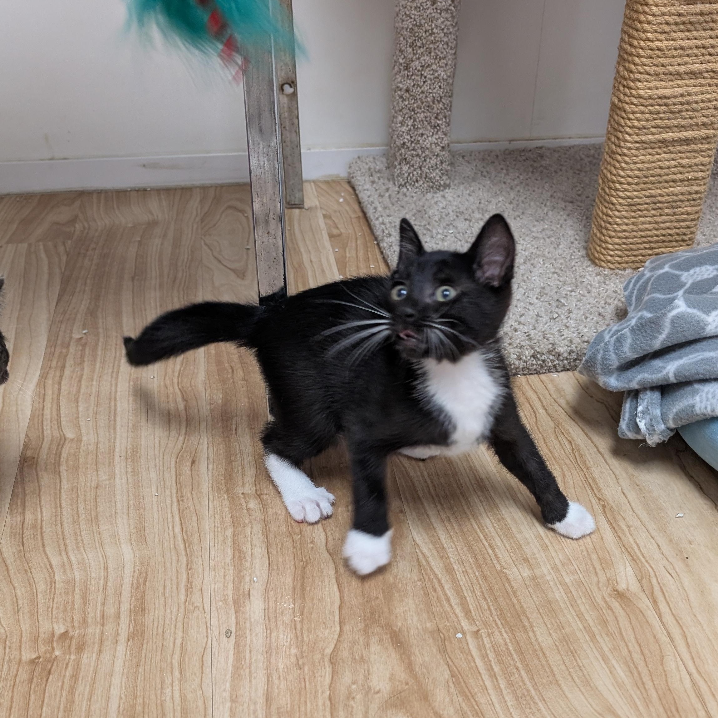 Enlarge Archer, an adopted Domestic Short Hair in St. Augustine, FL image 1/5