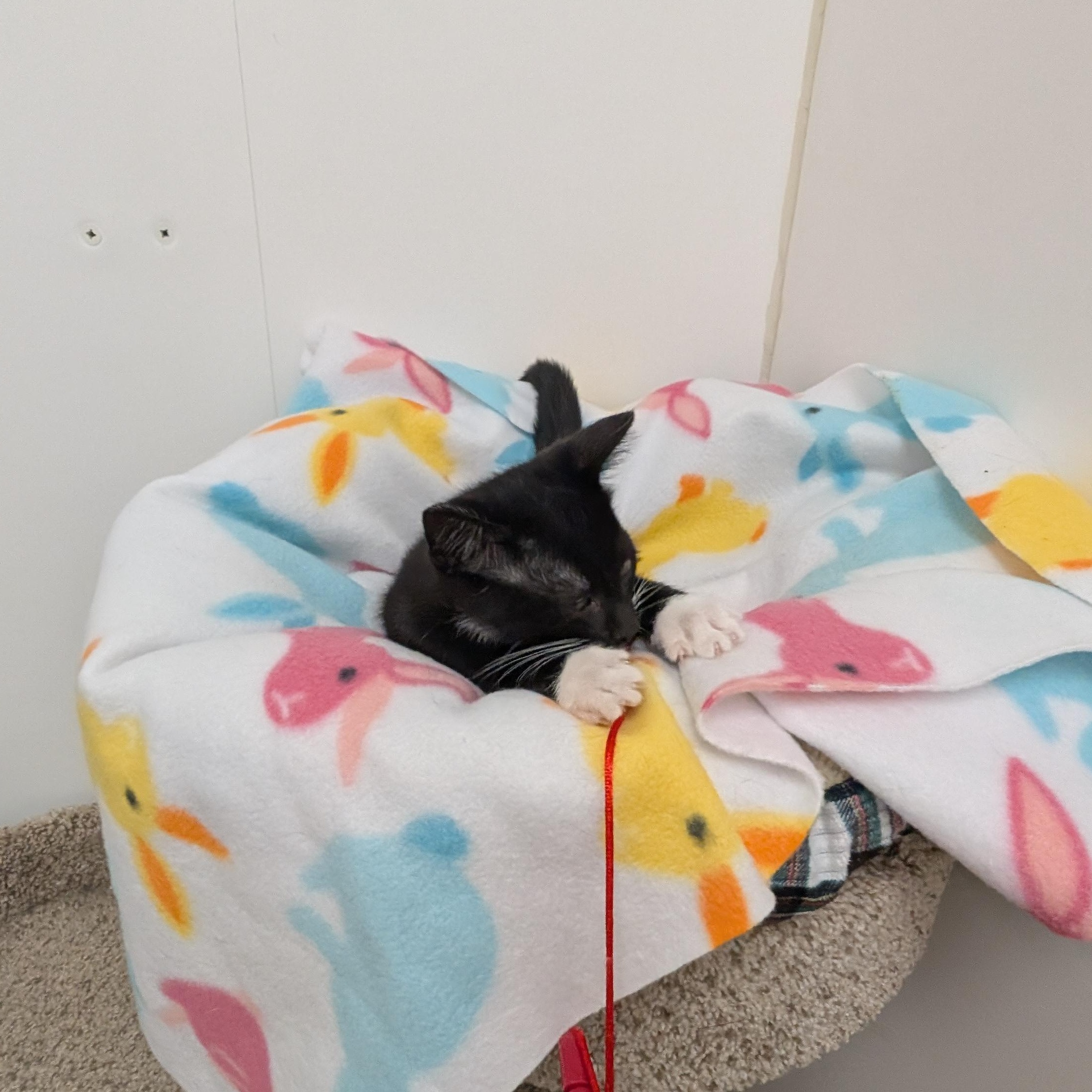 Enlarge Archer, an adopted Domestic Short Hair in St. Augustine, FL image 3/5