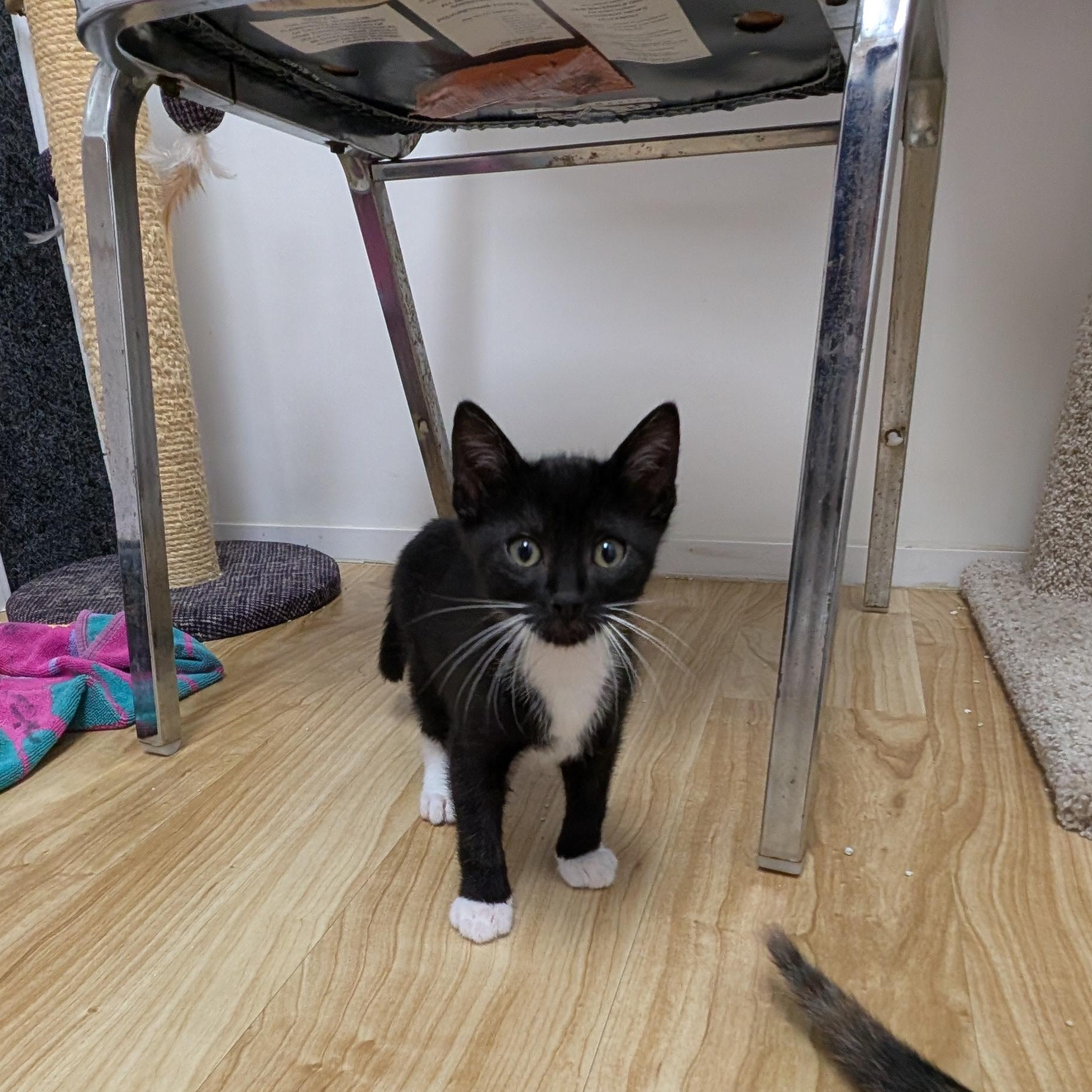 Enlarge Archer, an adopted Domestic Short Hair in St. Augustine, FL image 2/5