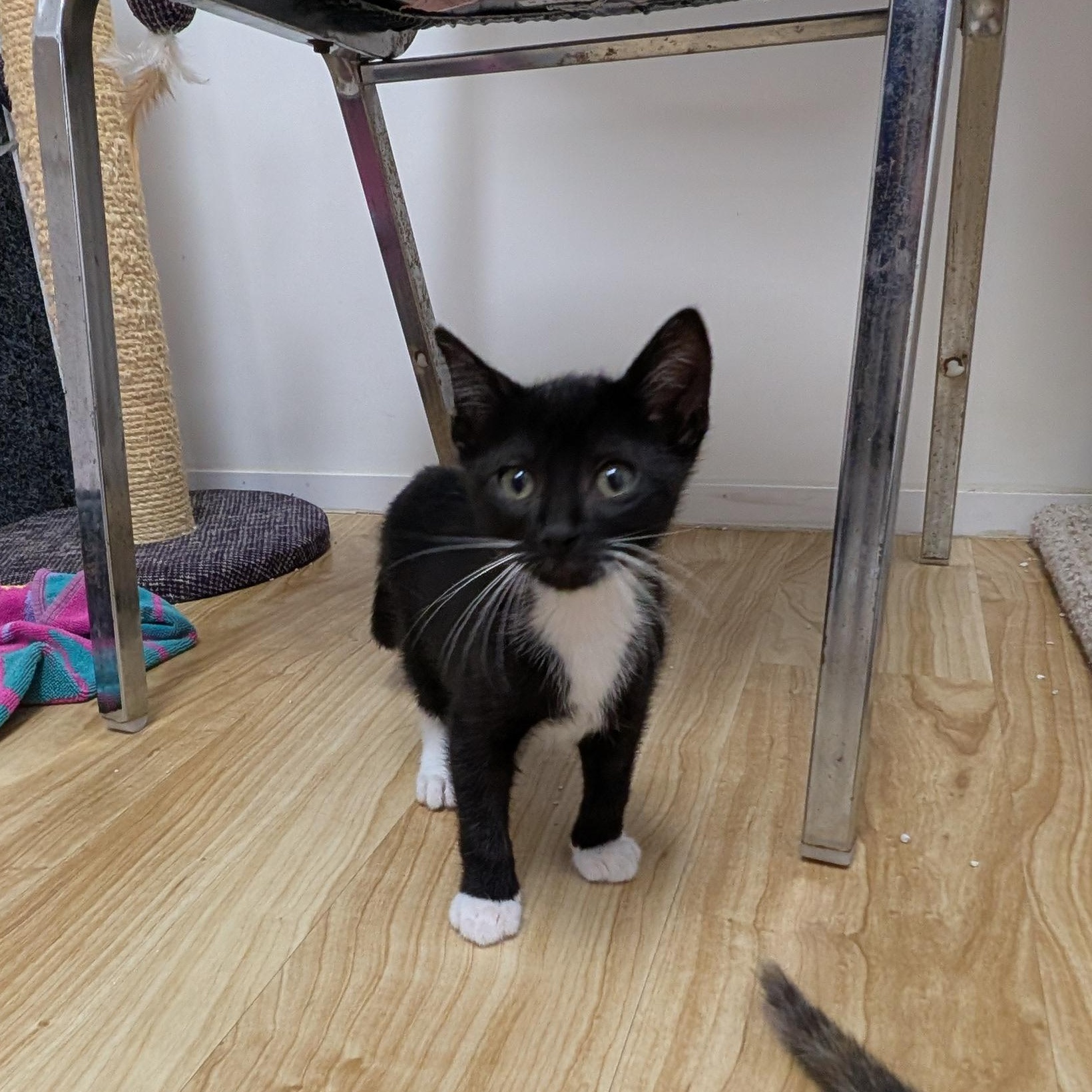 Enlarge Archer, an adopted Domestic Short Hair in St. Augustine, FL image 4/5