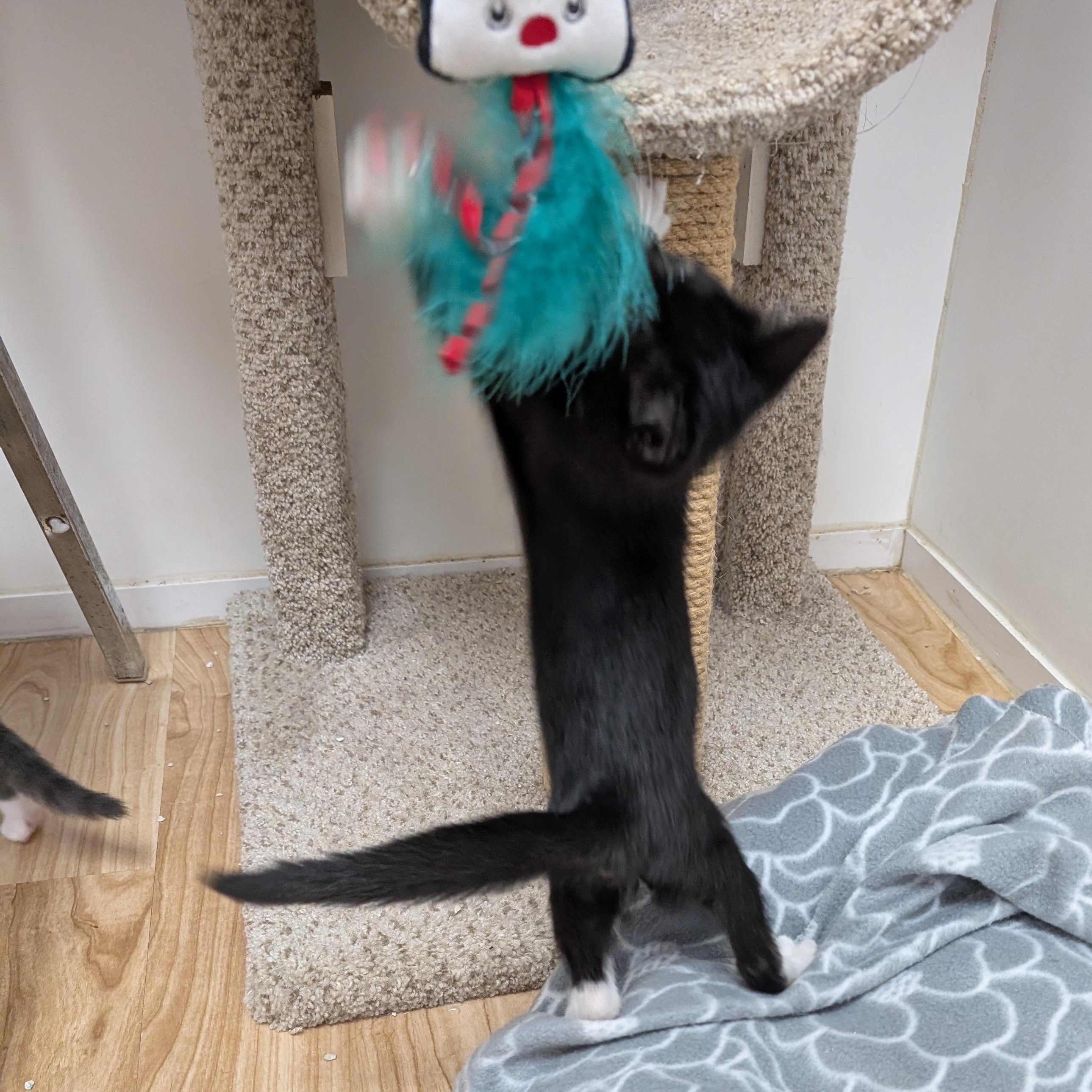 Enlarge Archer, an adopted Domestic Short Hair in St. Augustine, FL image 5/5