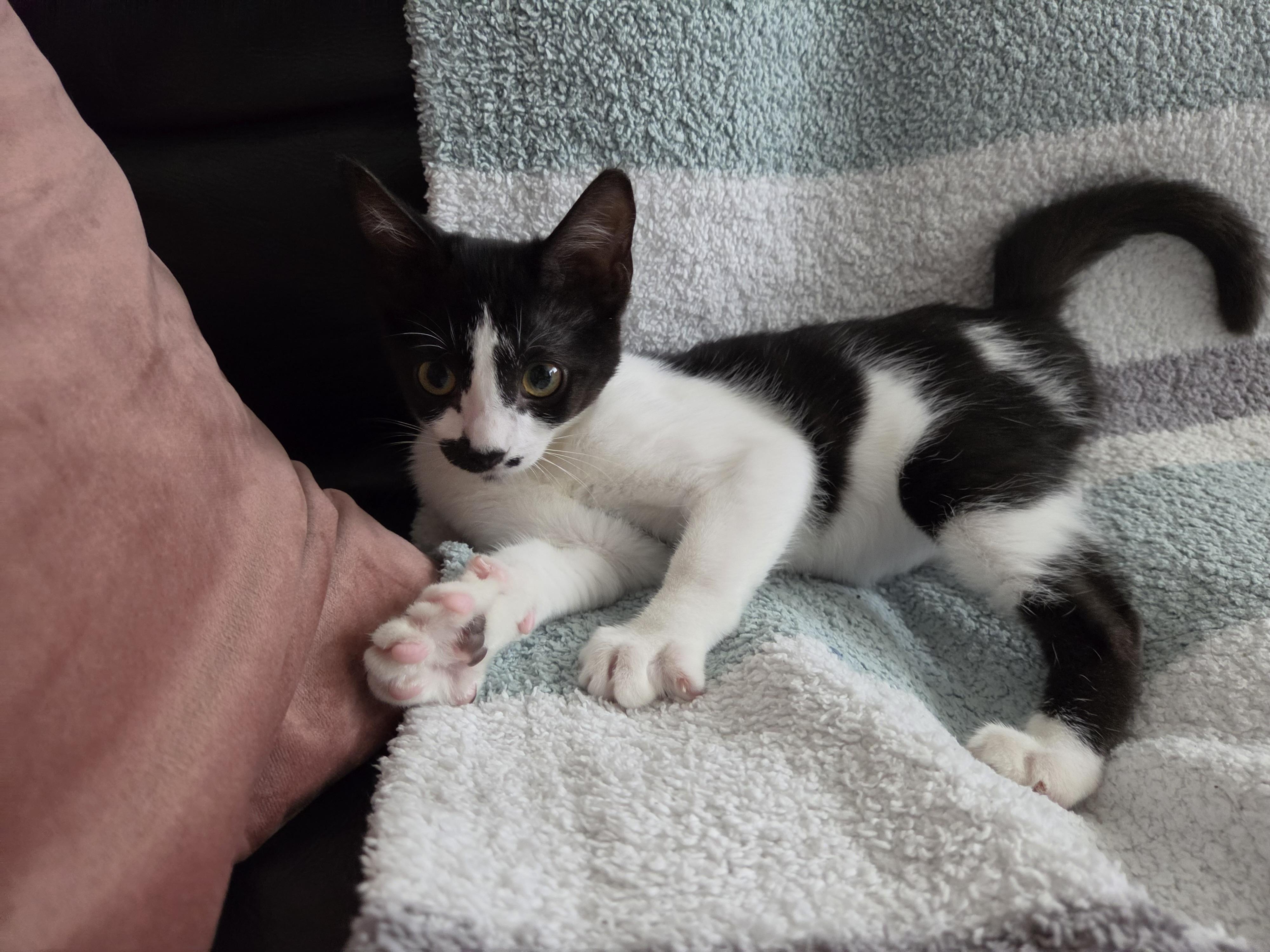 Enlarge Sabo, a Adoptable Domestic Short Hair in Hillsboro, OR image 3/5