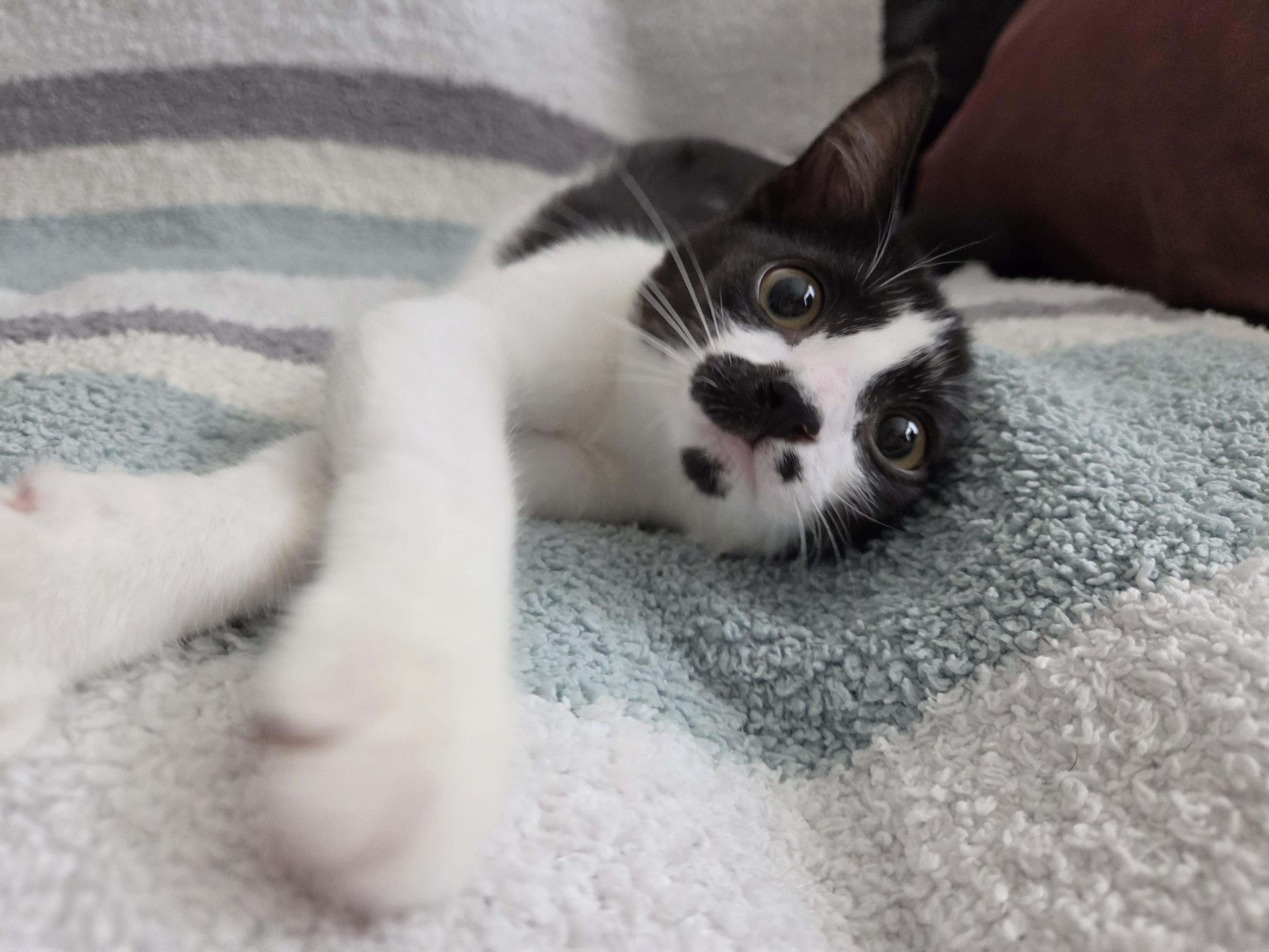 Enlarge Sabo, a Adoptable Domestic Short Hair in Hillsboro, OR image 5/5