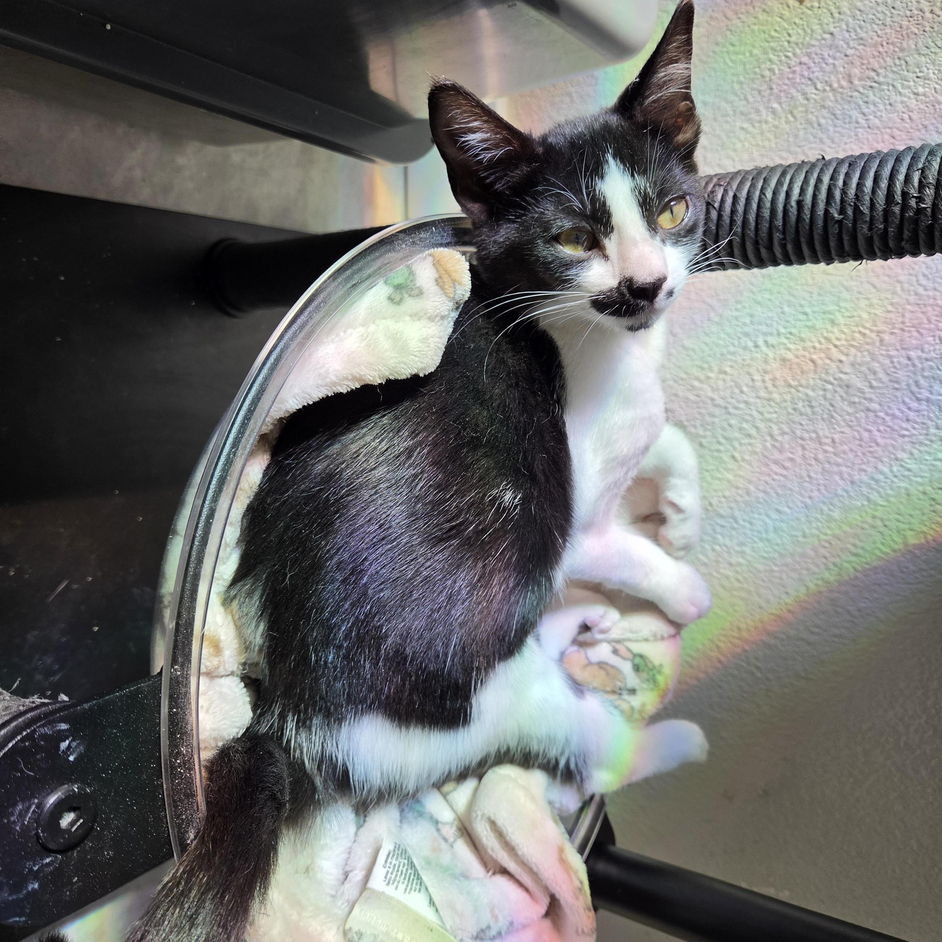 Enlarge Sabo, a Adoptable Domestic Short Hair in Hillsboro, OR image 2/5