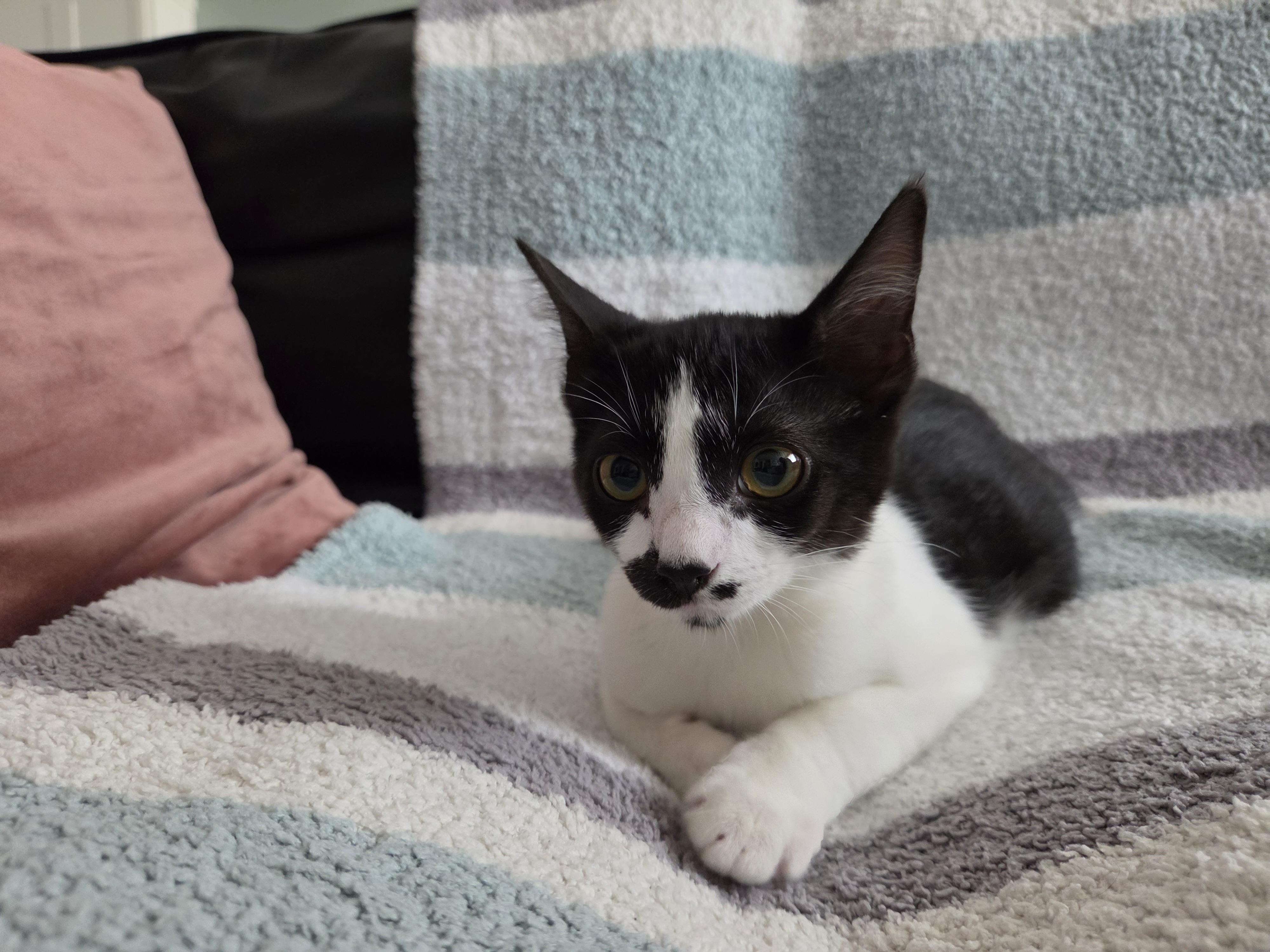 Sabo, Adoptable, Kitten Female Domestic Short Hair.