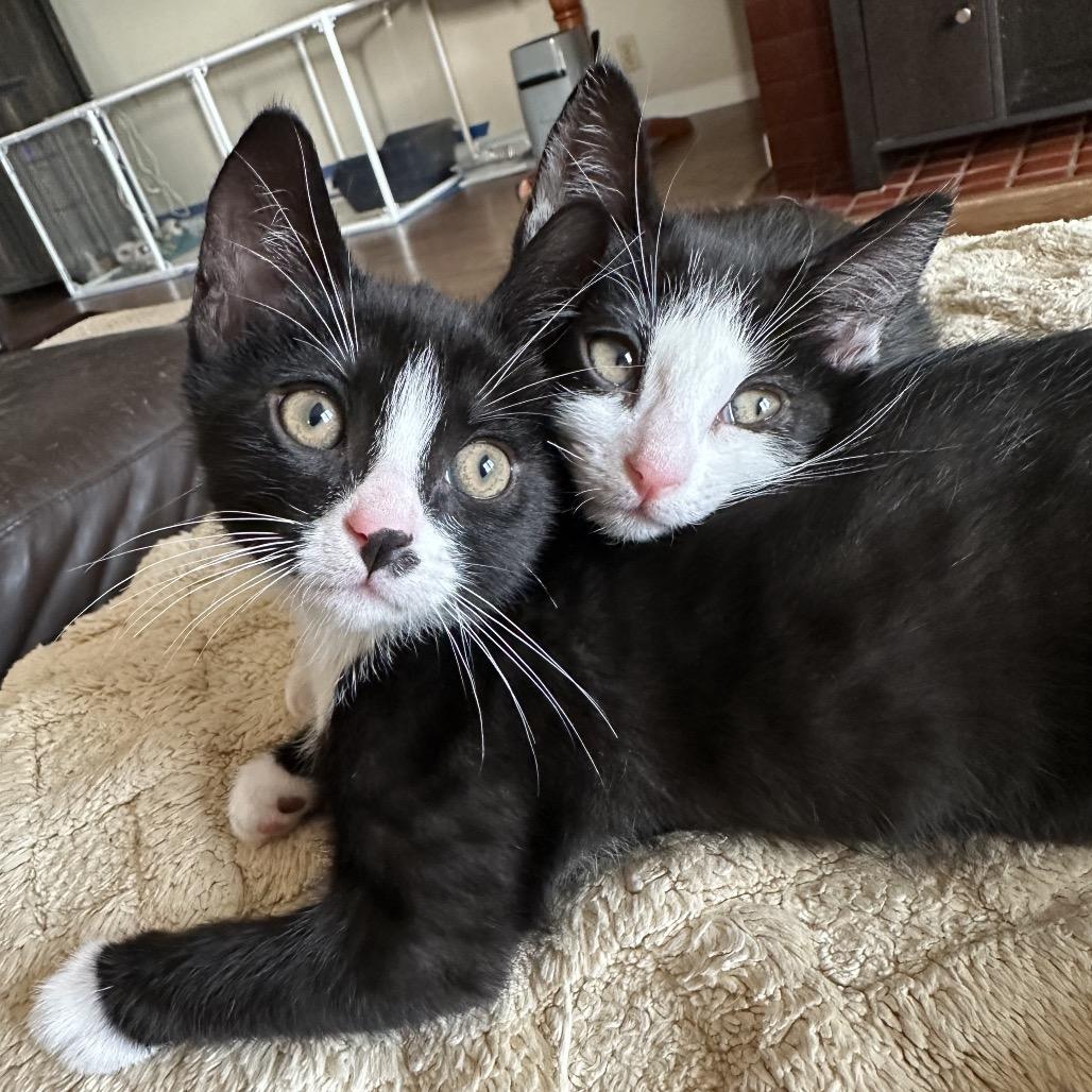 Cummerbund, a Adoptable Domestic Short Hair in Escondido, CA image 2/5