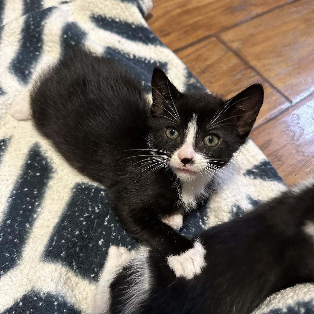 Cummerbund, a Adoptable Domestic Short Hair in Escondido, CA image 4/5