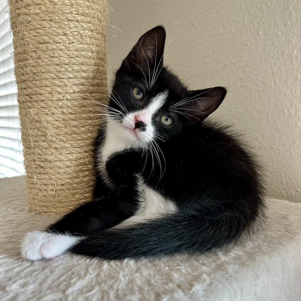 Cummerbund, a Adoptable Domestic Short Hair in Escondido, CA image 5/5