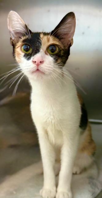 Enlarge REVA, a Adoptable Domestic Short Hair in Fort Walton Beach, FL image 1/1