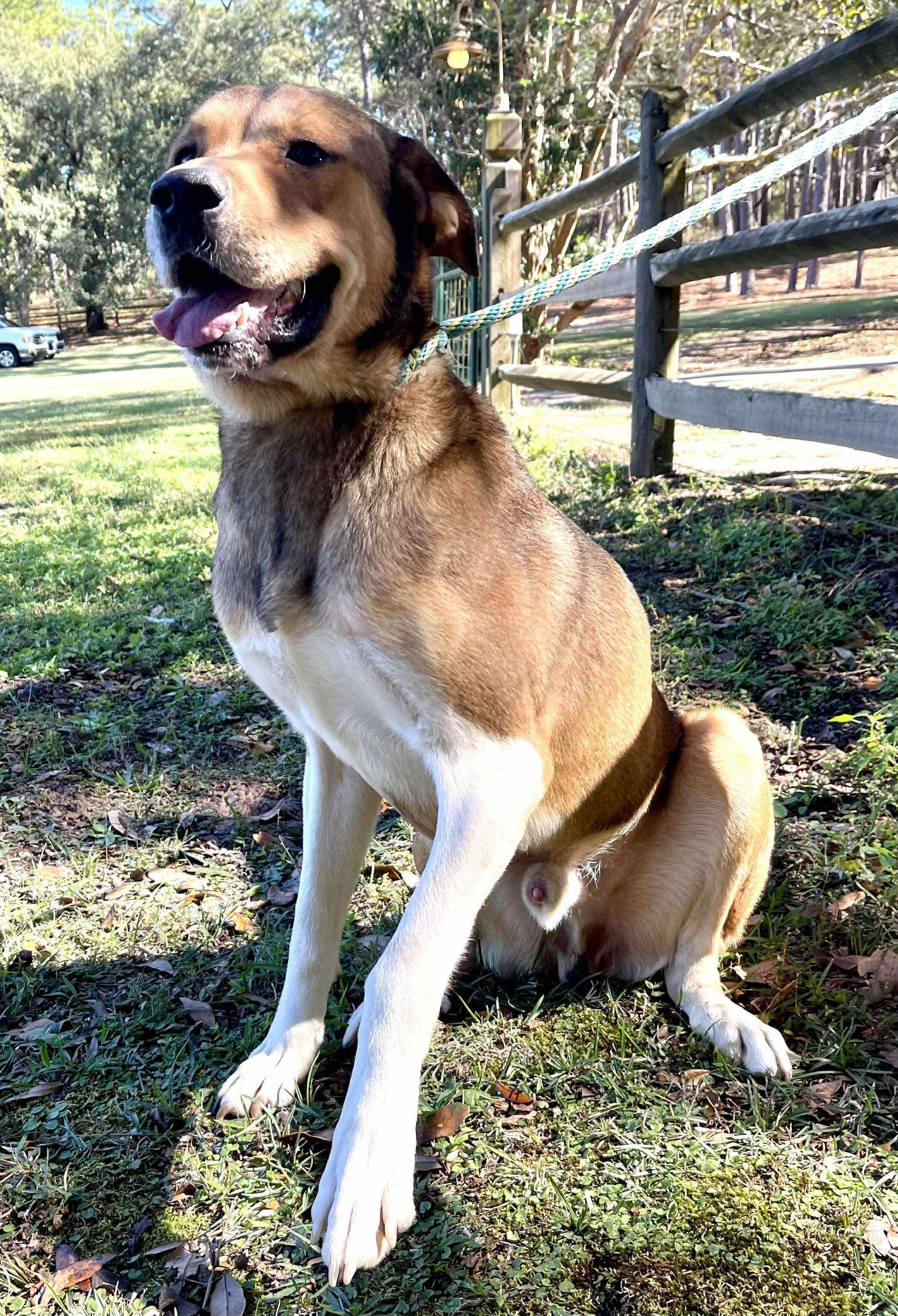 Scrappy Doo. (Gentle Giant), Adoptable, Young Male Hound.