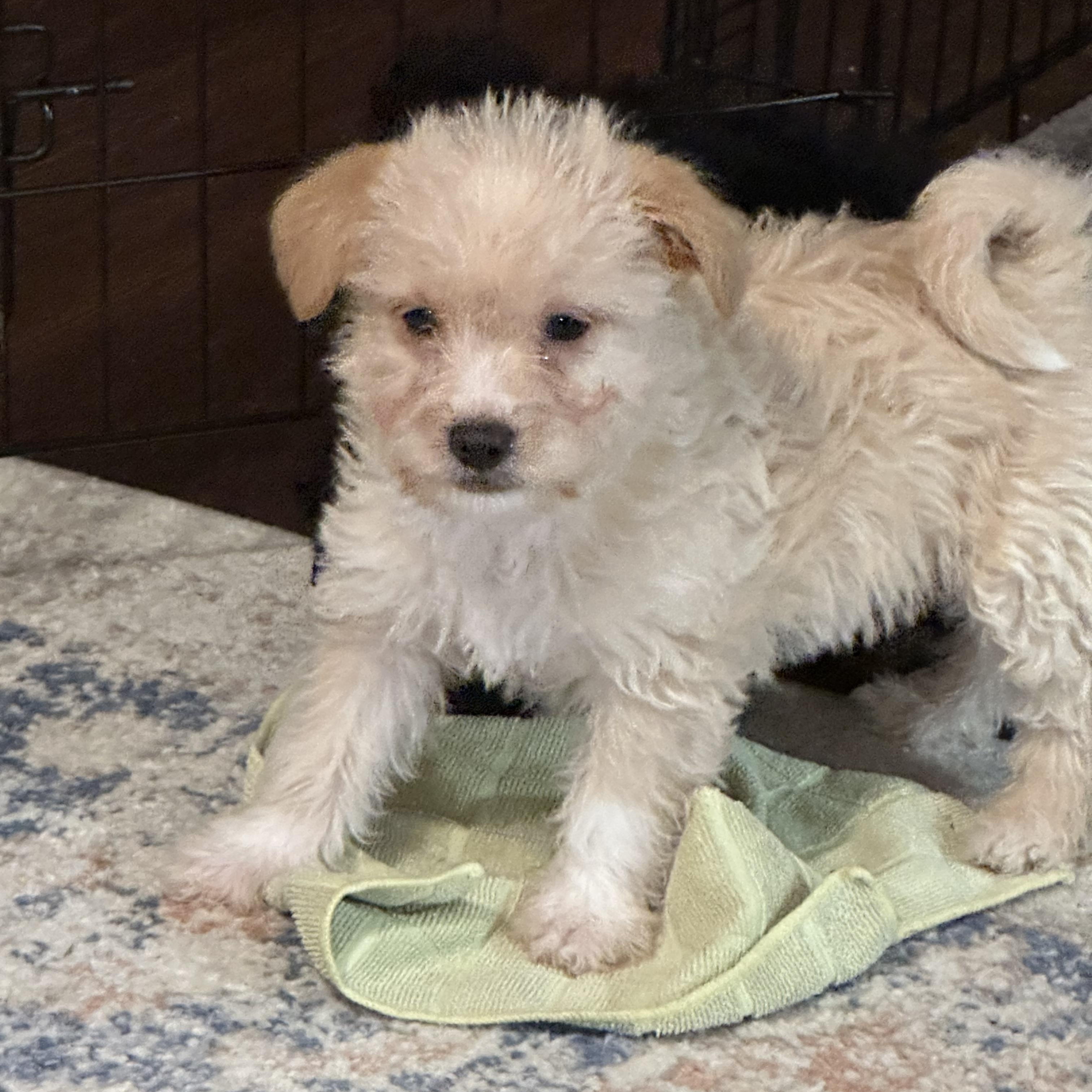 Tommy, ADOPTABLE, Puppy Male Miniature Poodle & Chihuahua.