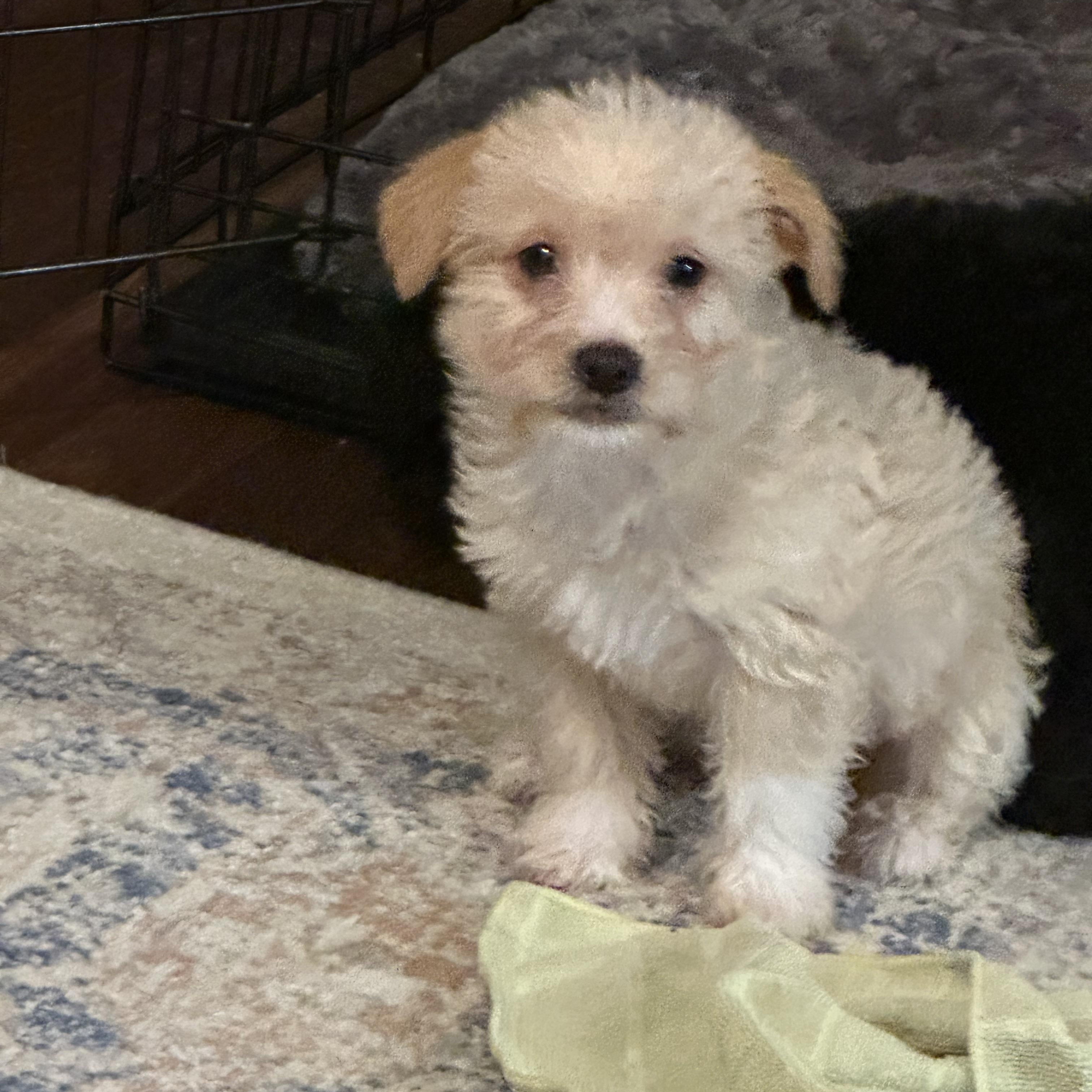 Enlarge Tommy, a ADOPTABLE mixed breed in Wellsville, OH image 2/2