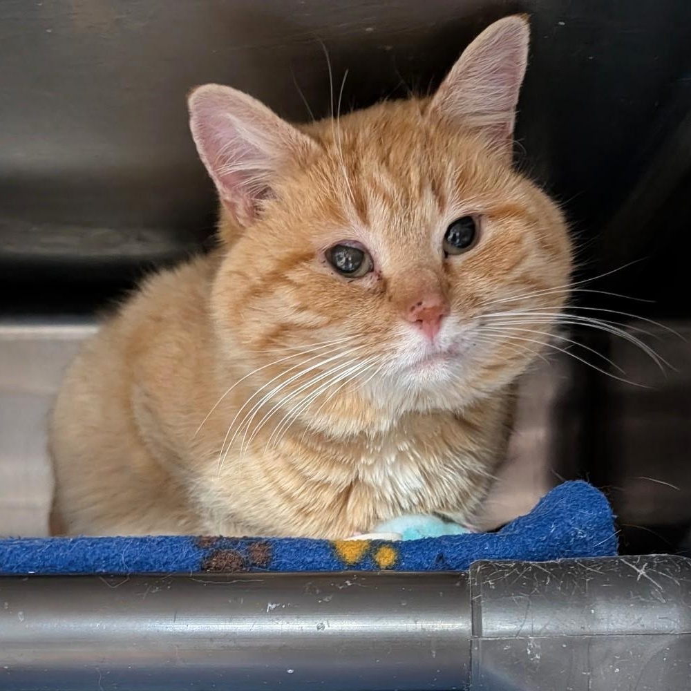 Thomas, an adopted Domestic Short Hair in Wilmington, OH image 3/3