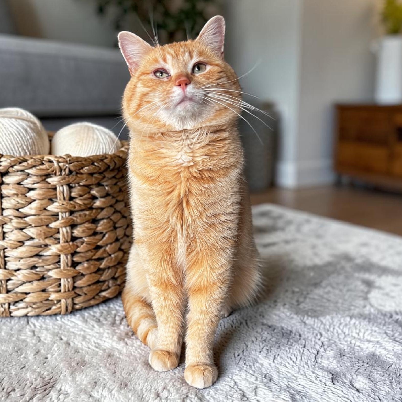 Thomas, adopted, Young Male Domestic Short Hair.