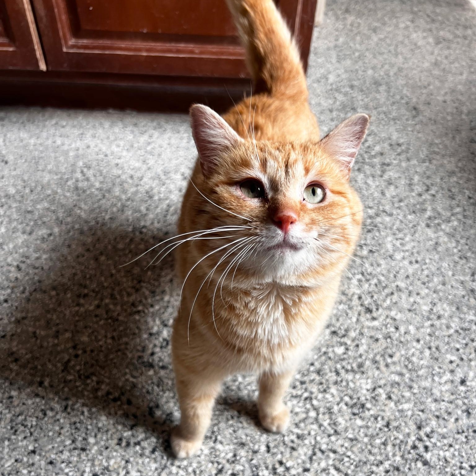 Thomas, an adopted Domestic Short Hair in Wilmington, OH image 2/3