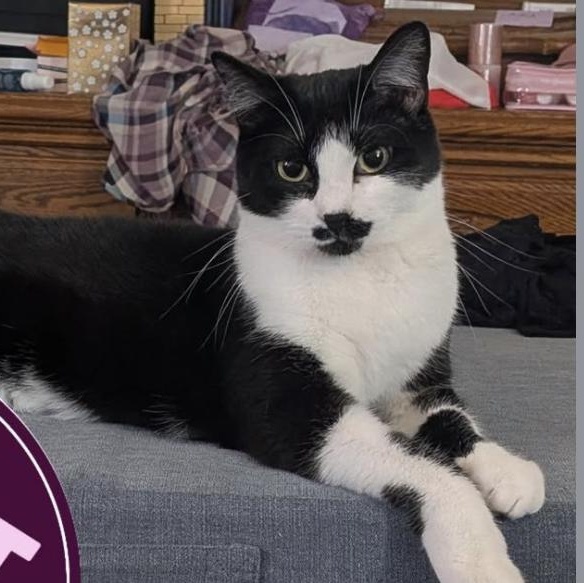 Enlarge Ahsoka, a Adoptable Domestic Short Hair in Plymouth, MN image 1/2