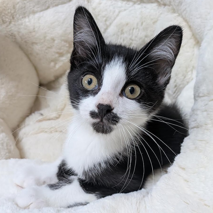 Ahsoka, a Adoptable Domestic Short Hair in Plymouth, MN image 1/2