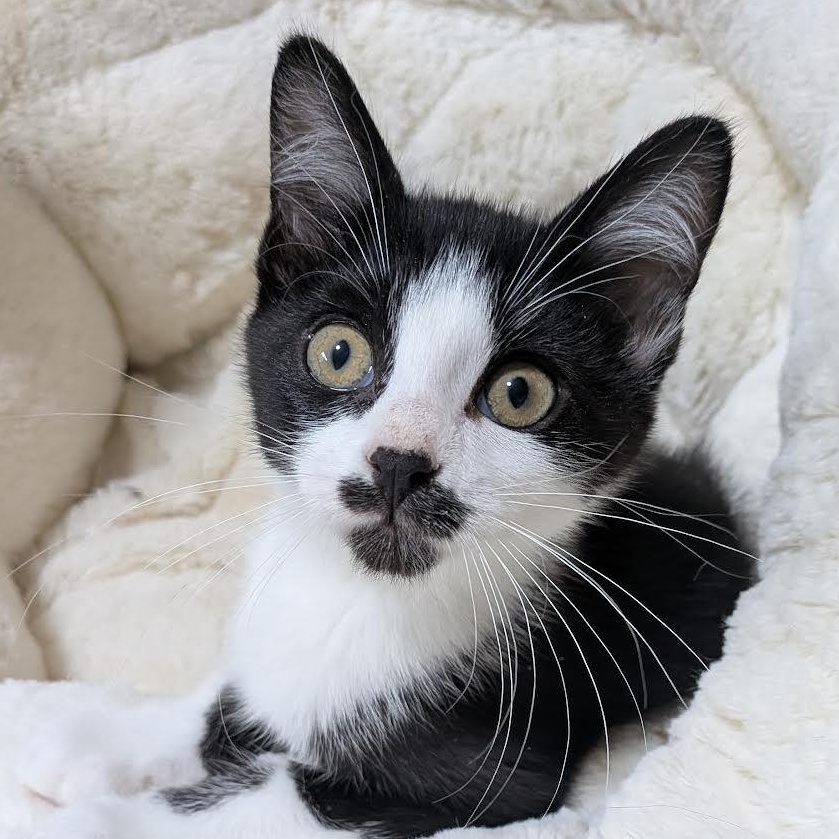 Ahsoka, a Adoptable Domestic Short Hair in Plymouth, MN image 2/2