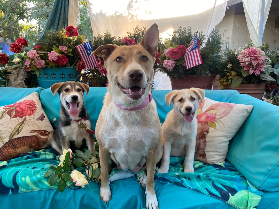 Adorable puppy Lola labrador mix of kindness photo 4