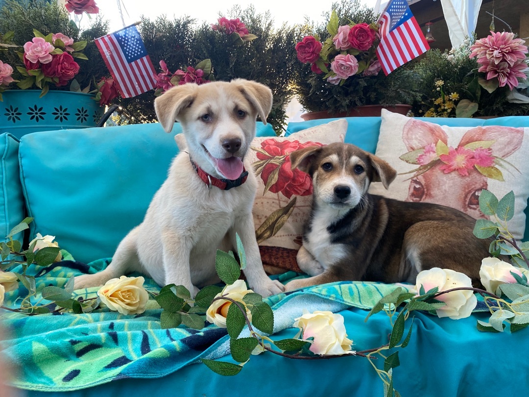 Adorable puppy Lola labrador mix of kindness photo 2