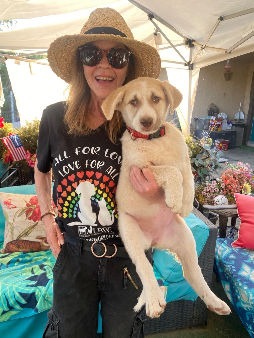 Adorable puppy Lola labrador mix of kindness photo 5