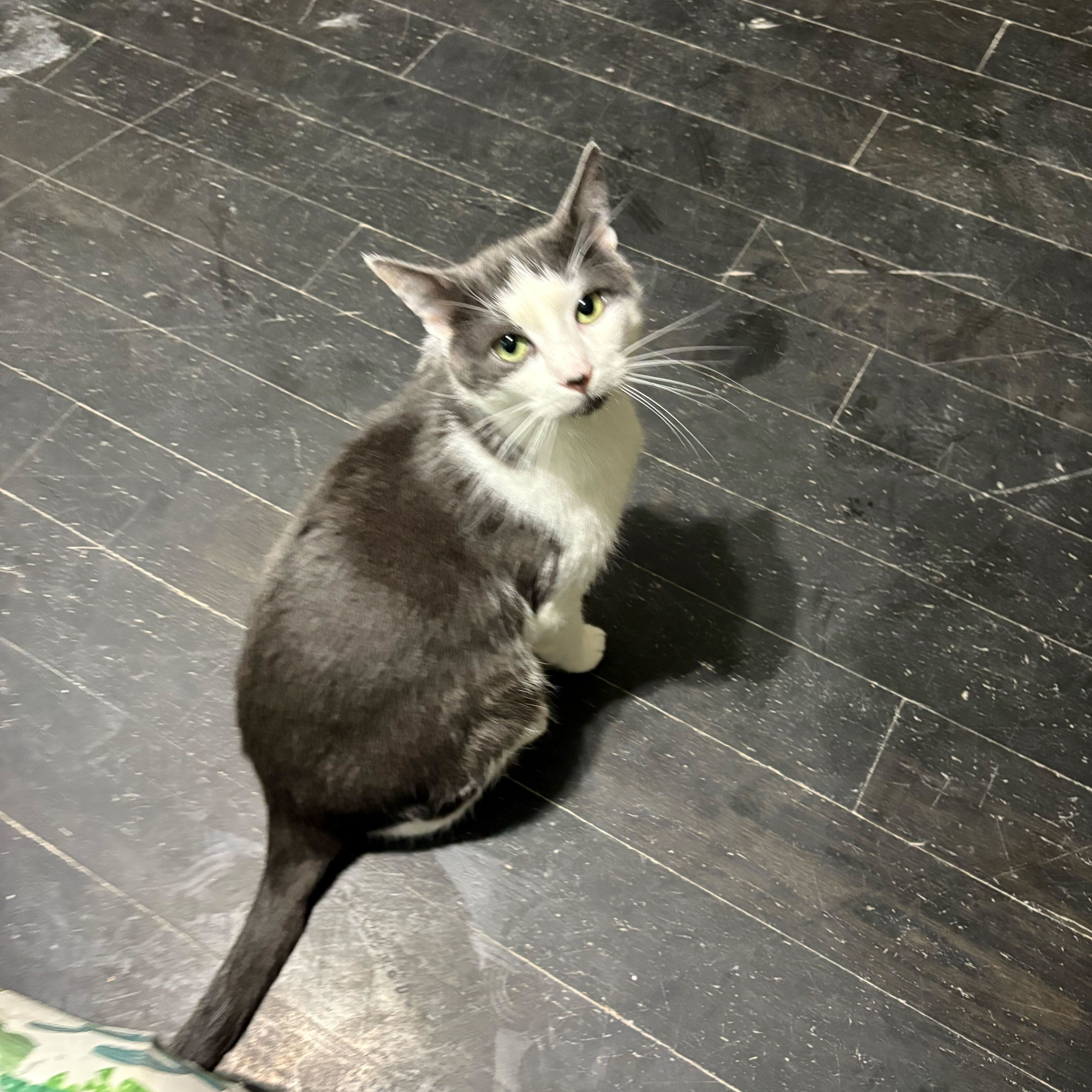 Joshua, a Adoptable Domestic Short Hair in East Brunswick, NJ image 5/6