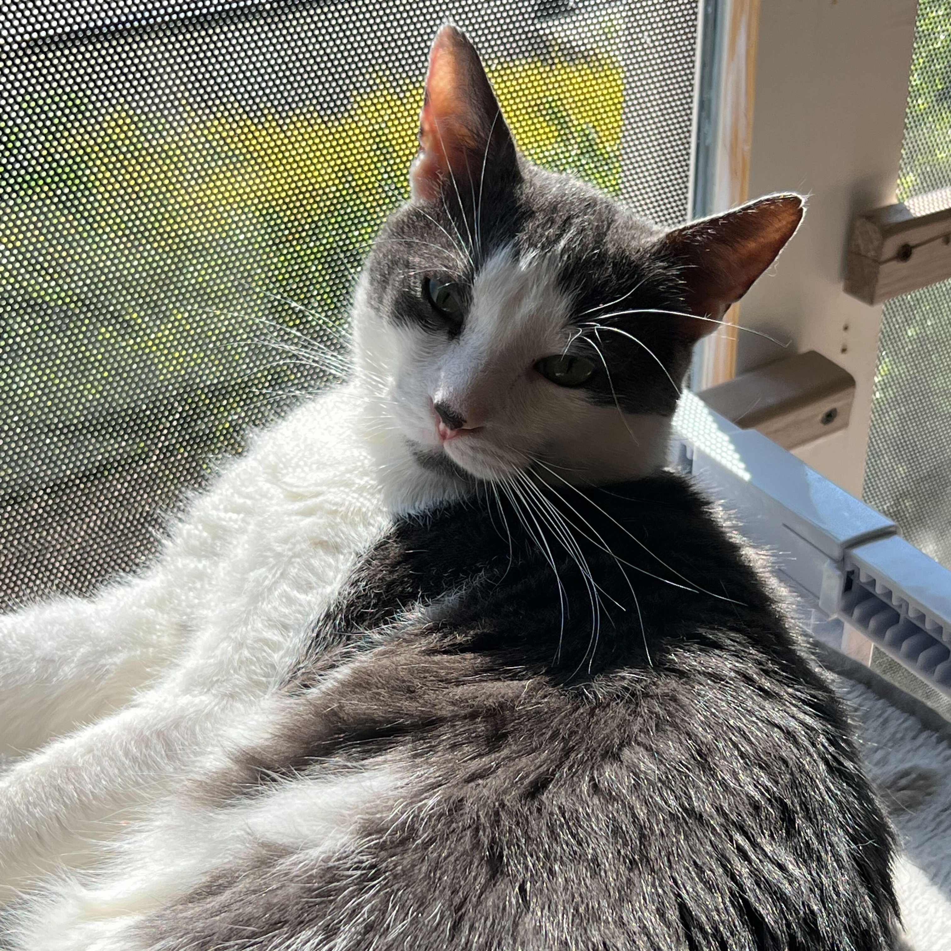 Joshua, a Adoptable Domestic Short Hair in East Brunswick, NJ image 6/6