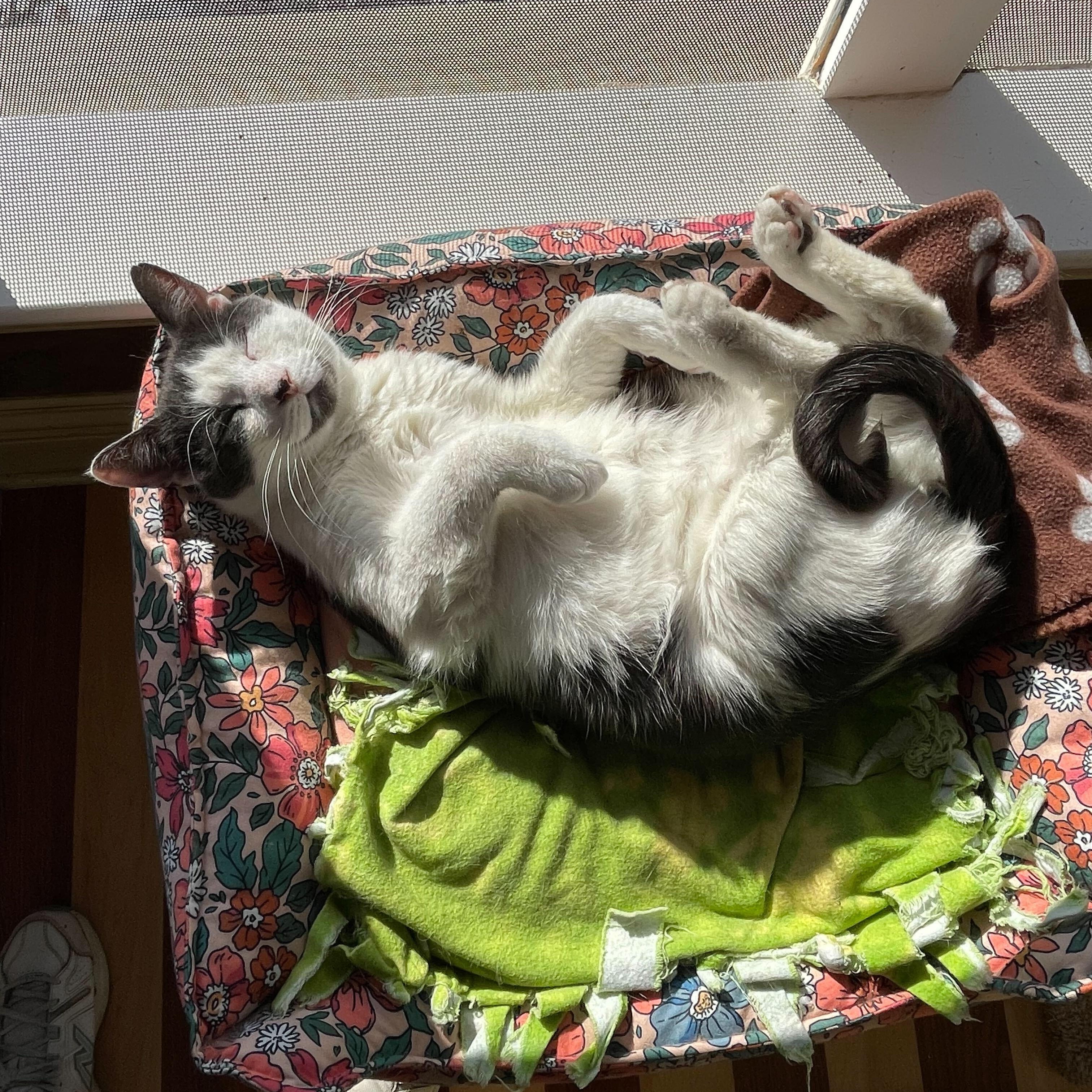 Joshua, a Adoptable Domestic Short Hair in East Brunswick, NJ image 3/6